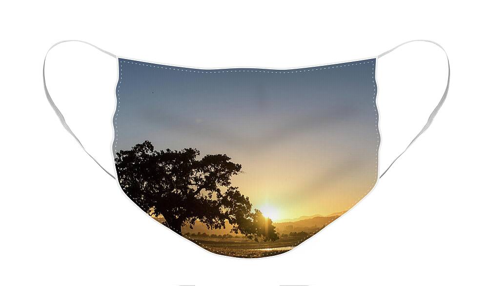 Napa Valley Face Mask featuring the photograph Napa Oak by Aileen Savage
