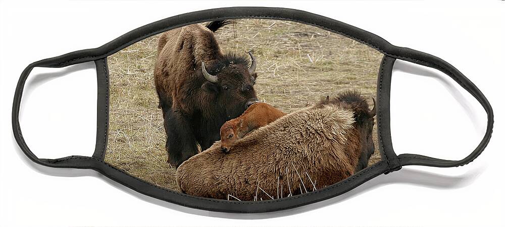 Bison Face Mask featuring the photograph Nature's Pillow Top by Ronnie And Frances Howard