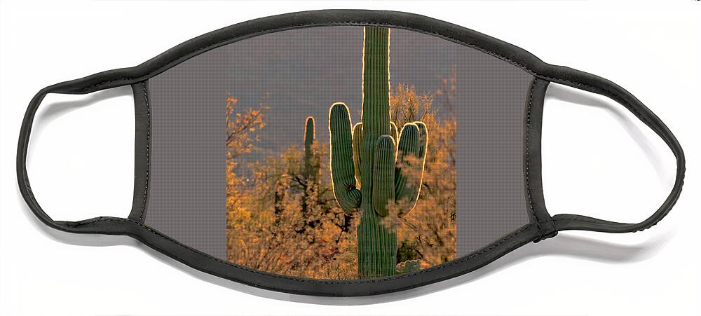 Cactus Face Mask featuring the photograph Neon Saguaro #2 by Susan Rissi Tregoning