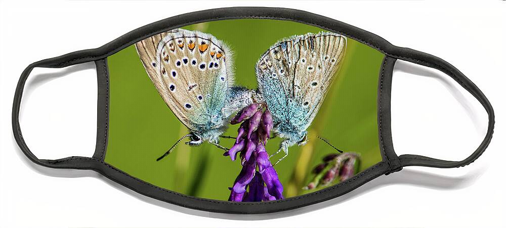 Northern Blue Face Mask featuring the photograph Northern Blue's mating by Torbjorn Swenelius