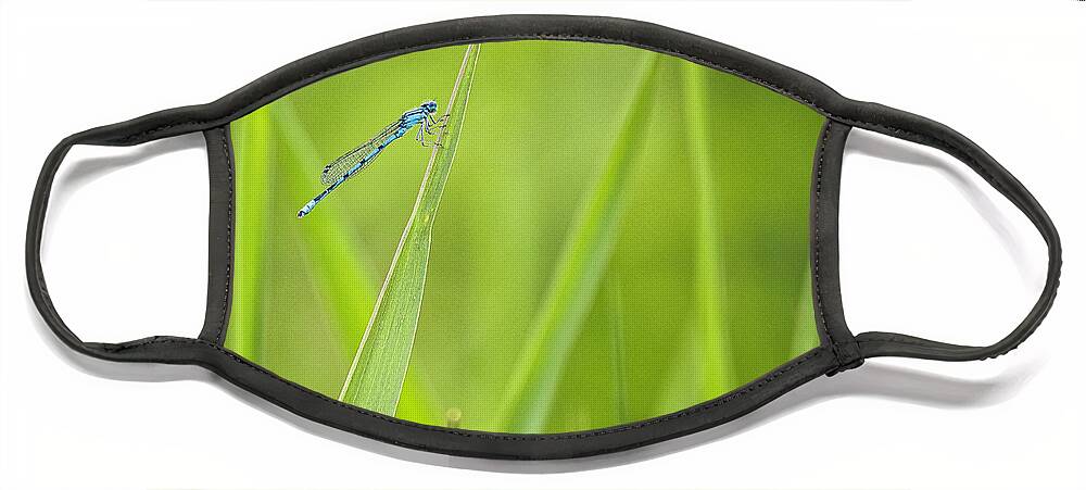 Damselfly Face Mask featuring the photograph Northern Bluet damselfly - Madison - Wisconsin by Steven Ralser