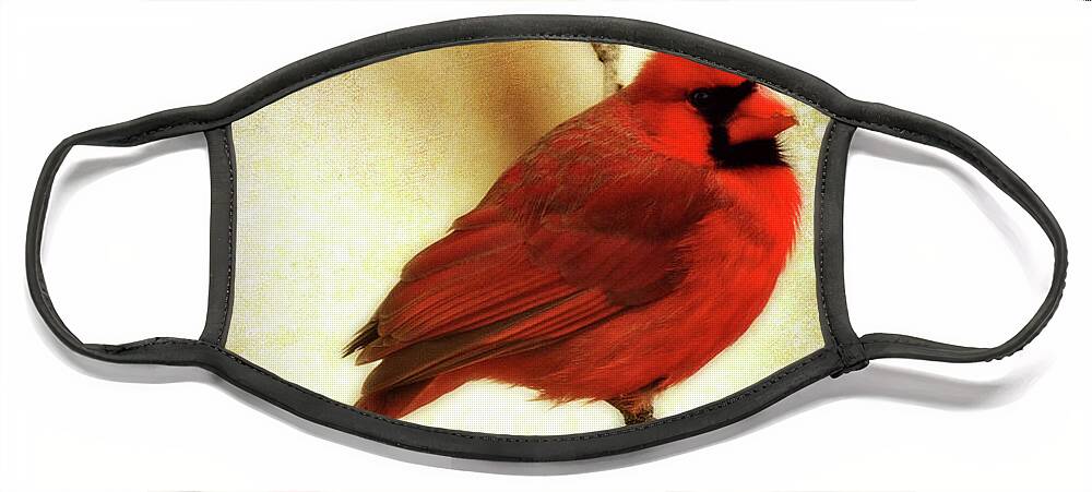 backyard Birds Face Mask featuring the photograph Northern Cardinal by Lana Trussell