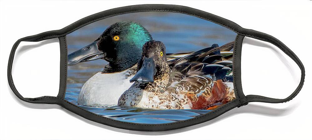 20170128 Face Mask featuring the photograph Northern Shoveler Pair Close-Up by Jeff at JSJ Photography