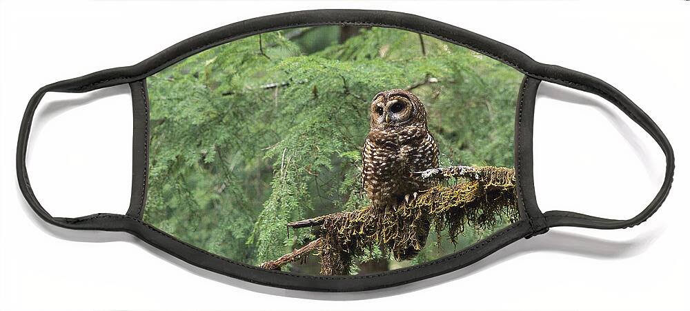 Mp Face Mask featuring the photograph Northern Spotted Owl Strix Occidentalis by Gerry Ellis