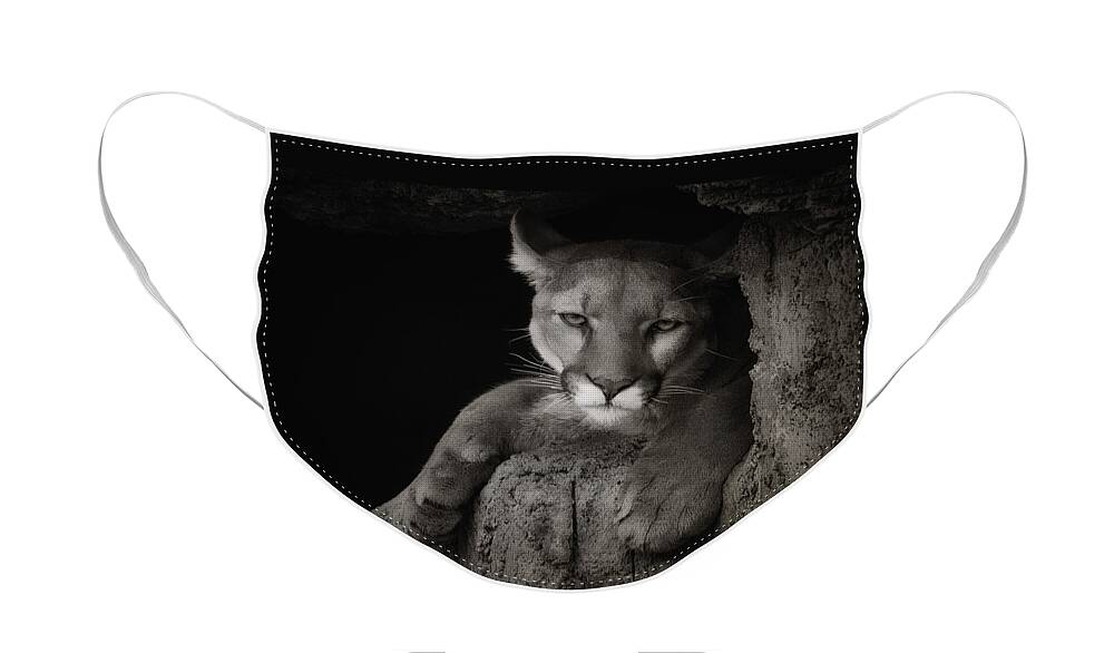 Mountain Lions Face Mask featuring the photograph Not A Happy Cat by Elaine Malott