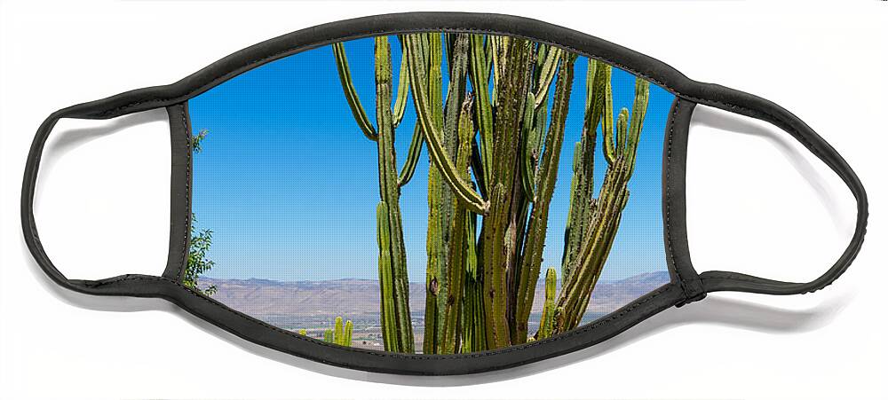 California Face Mask featuring the photograph Now That's a Cactus by Derek Dean