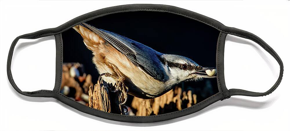 Nuthatch's Nut Face Mask featuring the photograph Nuthatch with a nut in the beak by Torbjorn Swenelius