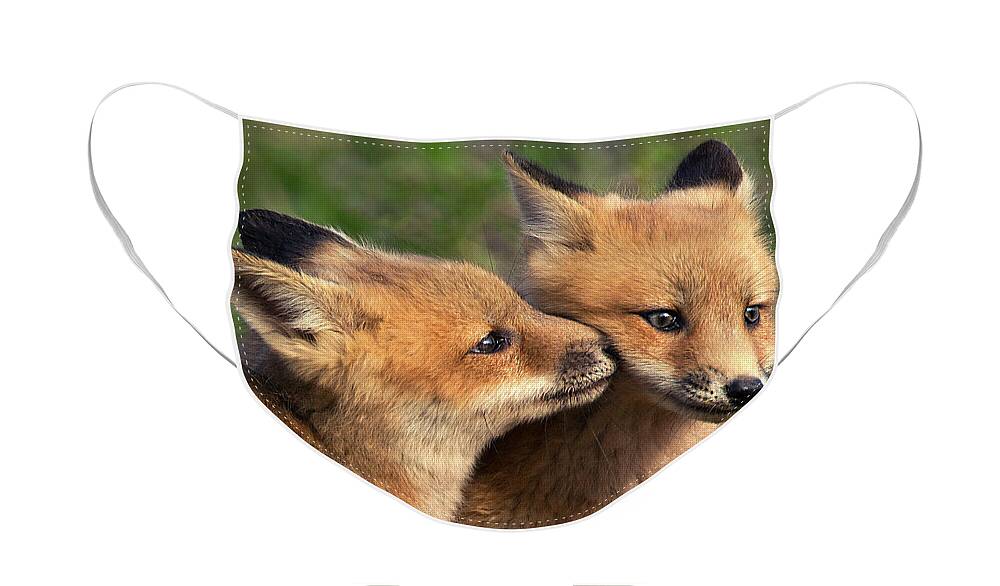 Fox Face Mask featuring the photograph Nuzzle by Art Cole