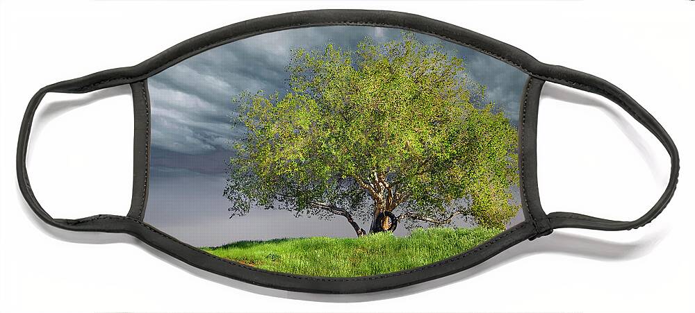 Oak Tree Face Mask featuring the photograph Oak Tree With Tire Swing by Endre Balogh