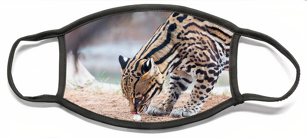 El Paso Face Mask featuring the photograph Ocelot and Egg by SR Green