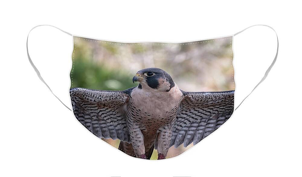 Florida Face Mask featuring the photograph Okeeheelee Nature Center - Tundra the Peregrine Falcon - Wings Up by Ronald Reid