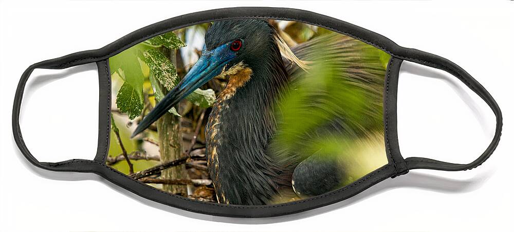 Tri-color Heron Face Mask featuring the photograph On The Nest by Christopher Holmes