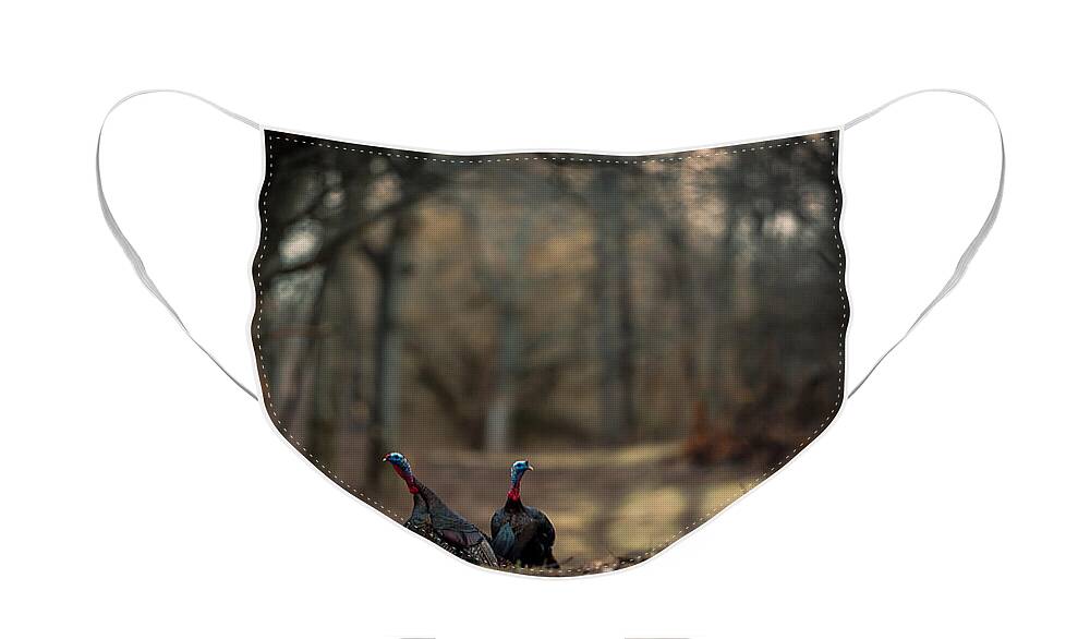 Wildlife Face Mask featuring the photograph On the Woodlot Path by Jeff Phillippi