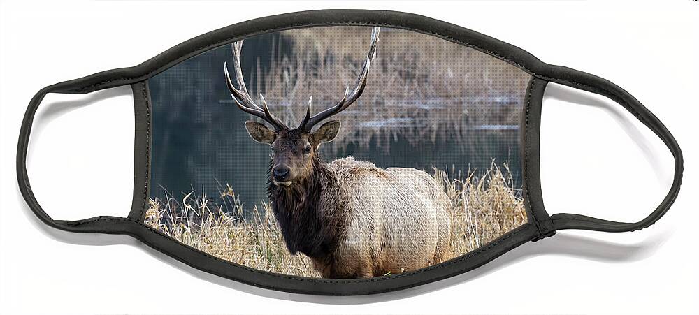 Elk Face Mask featuring the photograph On Watch by Steven Clark