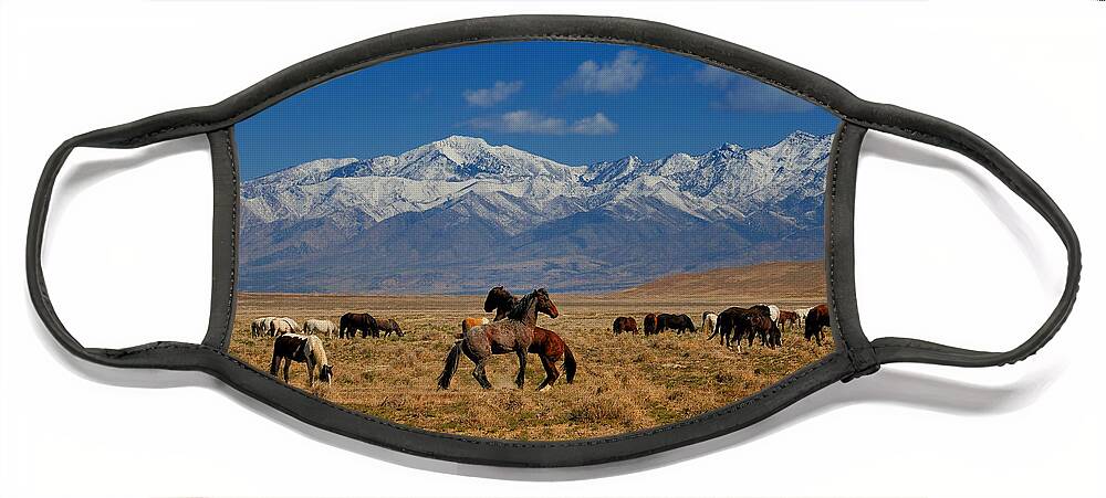 Wild Horses Face Mask featuring the photograph Onaqui Wild Horses by Greg Norrell