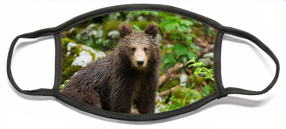 Brown Face Mask featuring the photograph One year old Brown Bear in Slovenia by Ian Middleton