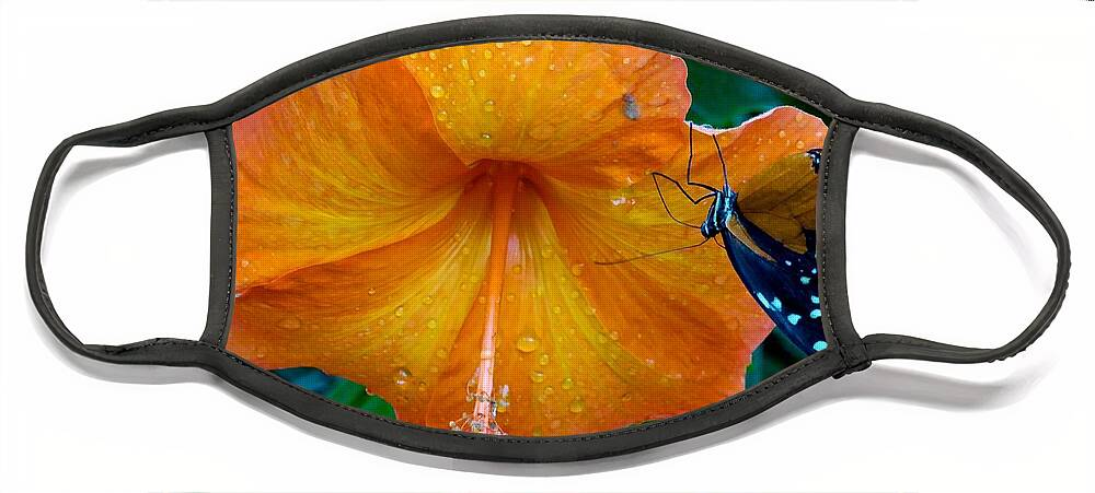 Hibiscus Face Mask featuring the photograph Orange Hibiscus by Barbara Zahno