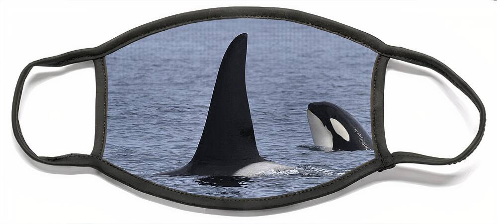 00999067 Face Mask featuring the photograph Orca And Calf Surfacing Southeast Alaska by Flip Nicklin