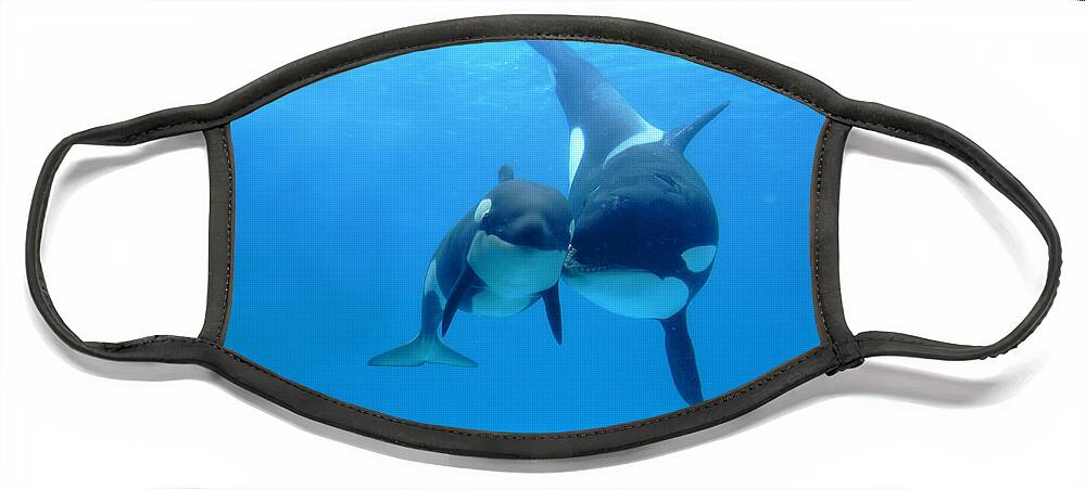 Mp Face Mask featuring the photograph Orca Mother And Newborn by Hiroya Minakuchi