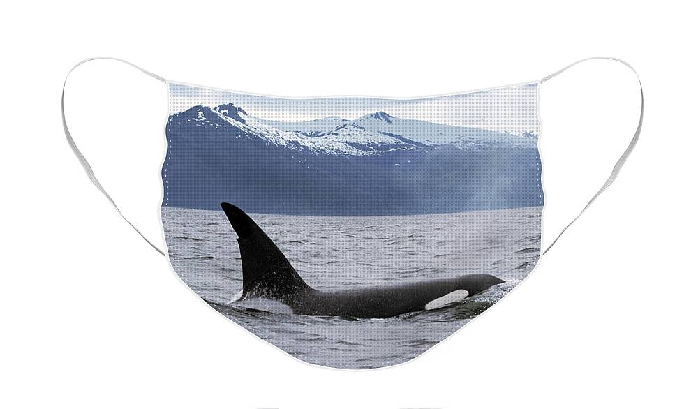 00196735 Face Mask featuring the photograph Orca in Inside Passage by Konrad Wothe