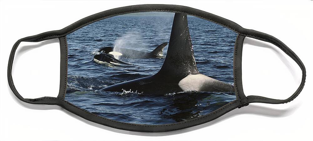 00079588 Face Mask featuring the photograph Orca Pod Surfacing Johnstone Strait by Flip Nicklin