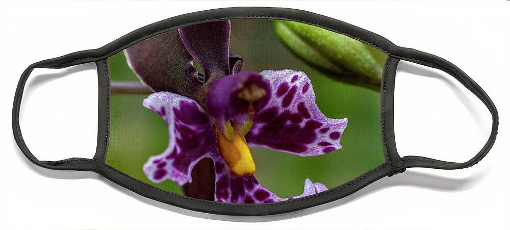 Orchid Face Mask featuring the photograph Orchid - Caucaea rhodosticta by Heiko Koehrer-Wagner