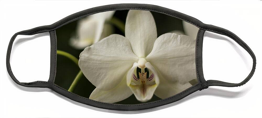 Orchid Face Mask featuring the photograph Orchids by Holly Ross