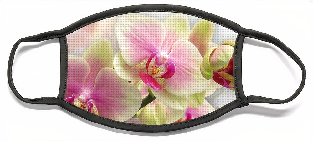 Orchids Face Mask featuring the photograph Pretty Orchid by Morag Bates