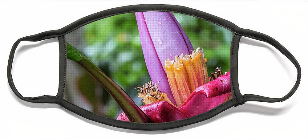 Cloud Forest Face Mask featuring the photograph Ornamental Banana Flower by Kathy McClure