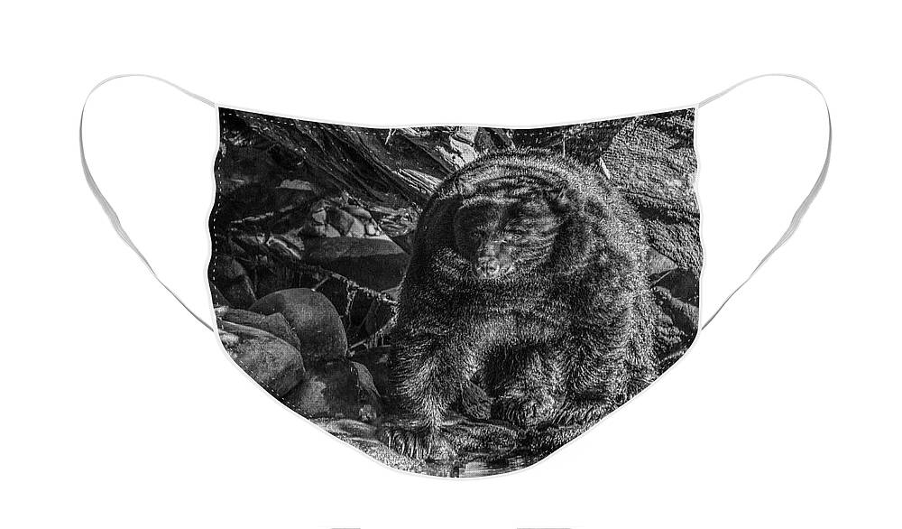 Black Bear Face Mask featuring the photograph Oservant Black Bear by Roxy Hurtubise