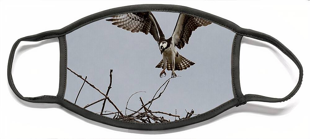 Art Face Mask featuring the photograph Osprey Landing by Phil Spitze