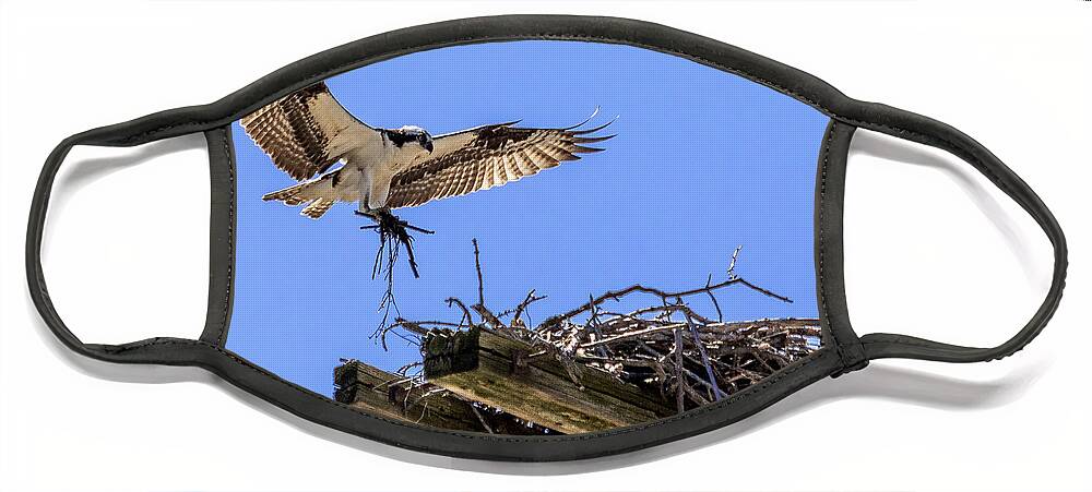 Osprey Face Mask featuring the photograph Osprey Nest Building by Phil Spitze