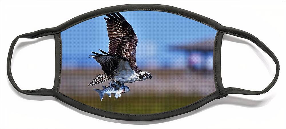 Osprey Face Mask featuring the photograph Osprey With Dinner by Julie Adair
