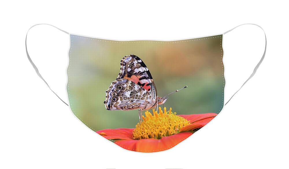 Painted Lady Butterfly Face Mask featuring the photograph Painted Lady 2017-3 by Thomas Young