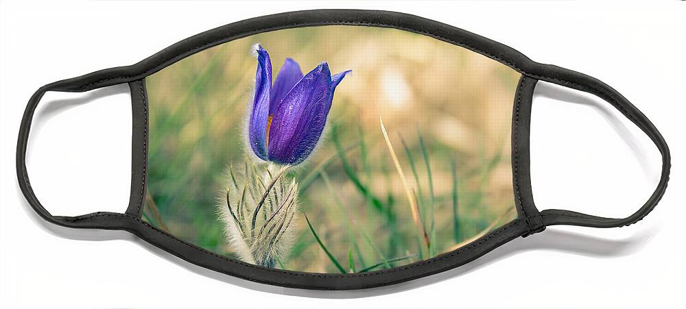 Pulsatilla Vulgaris Face Mask featuring the photograph Pasque Flower by Andreas Levi
