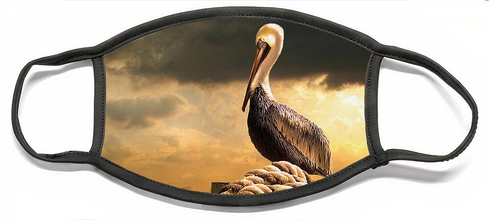 Pelican Face Mask featuring the photograph Pelican after a storm by Mal Bray