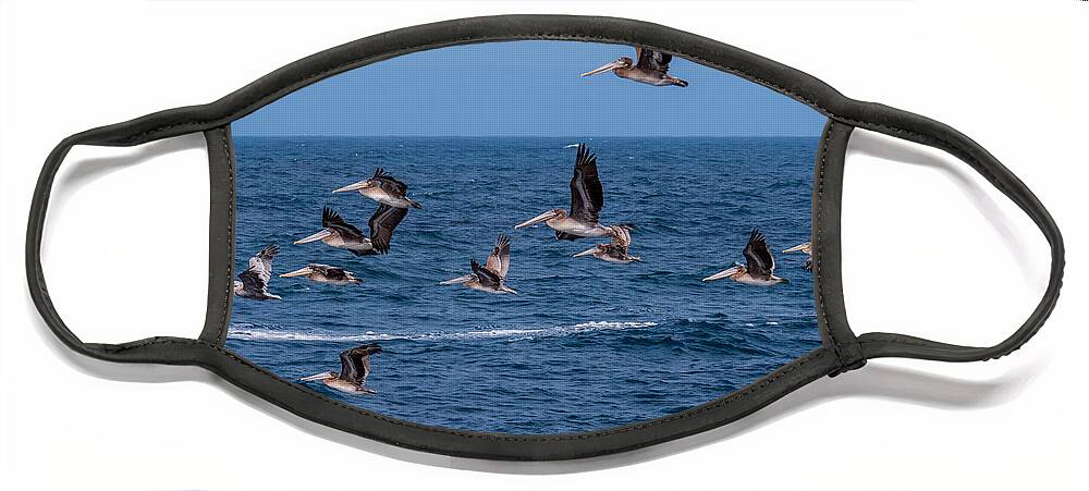 Pelicans Face Mask featuring the photograph Pelicans Fly Over the Water by Derek Dean