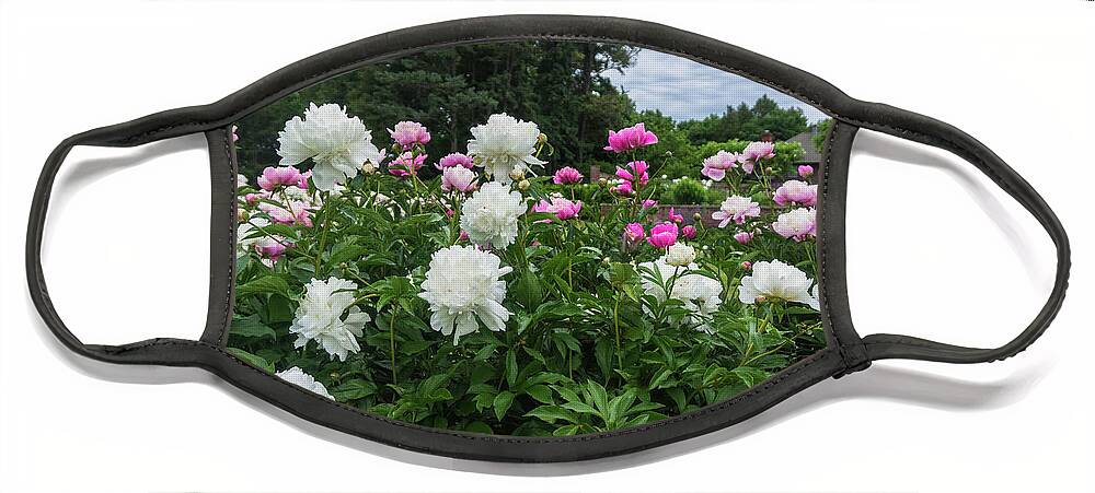 Peonies Face Mask featuring the photograph Peonies in Garden by Ann Moore