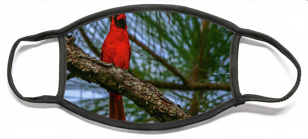 Cardinal. Bird Face Mask featuring the photograph Perched Cardinal by Tom Claud
