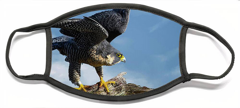 Peregrine Falcon Face Mask featuring the photograph Peregrine falcon by Sam Rino