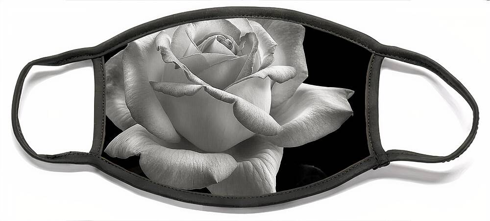Perfect Rose Face Mask featuring the photograph Perfect Rose in Black and White by Endre Balogh
