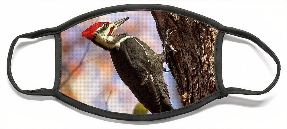 Pileated Woodpecker Face Mask featuring the photograph Pileated Woodpecker by Phil Spitze