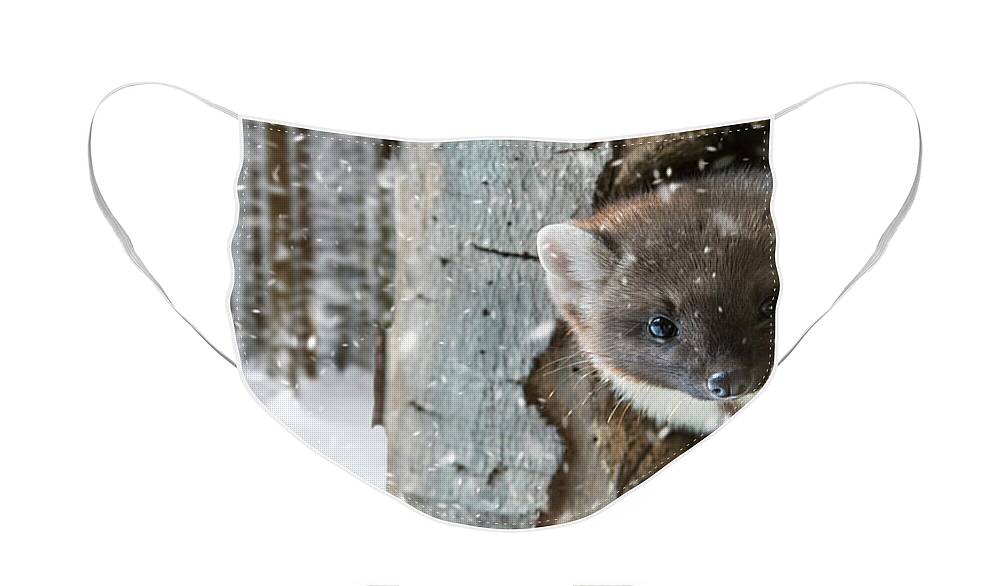 European Pine Marten Face Mask featuring the photograph Pine Marten in Tree in Winter by Arterra Picture Library