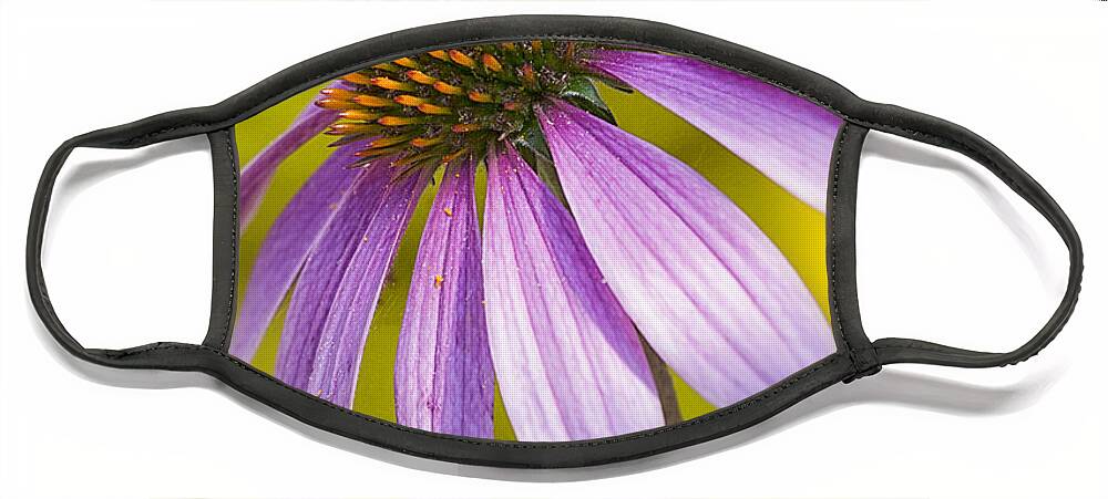 Maryland Face Mask featuring the photograph Pink Coneflower by Robert Fawcett