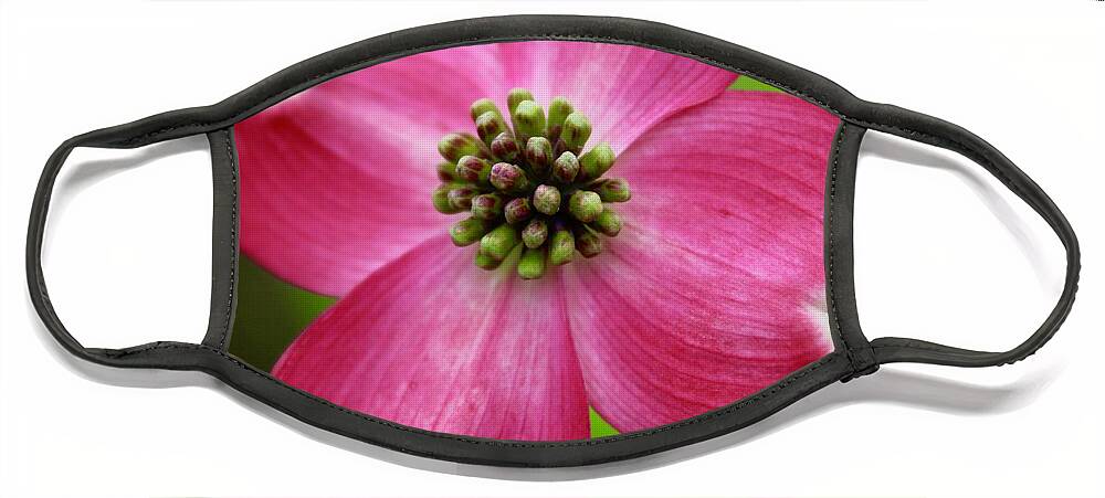 Photography Face Mask featuring the photograph Pink Dogwood Bloom and Spring Green by M E