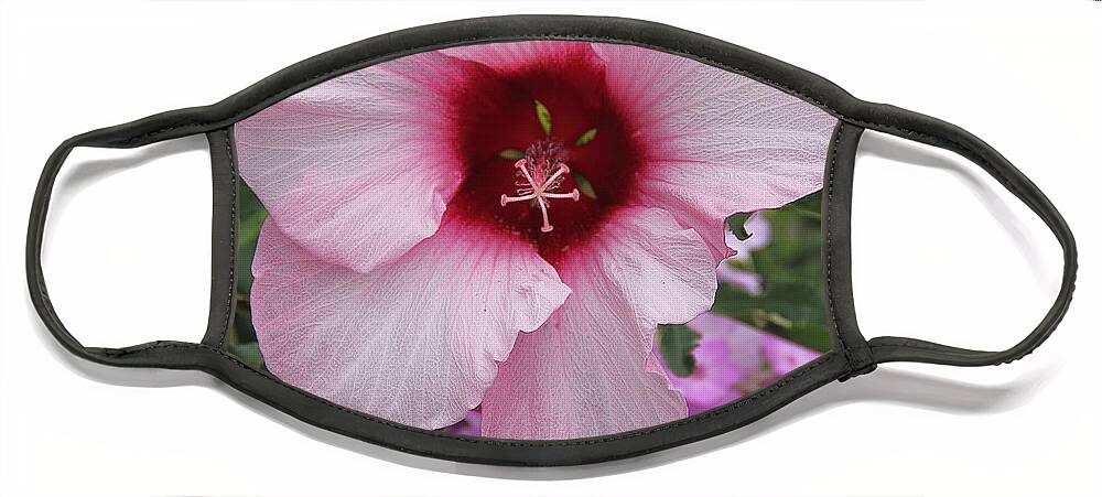 Flower Face Mask featuring the photograph Pink Hibiscus by Allen Nice-Webb