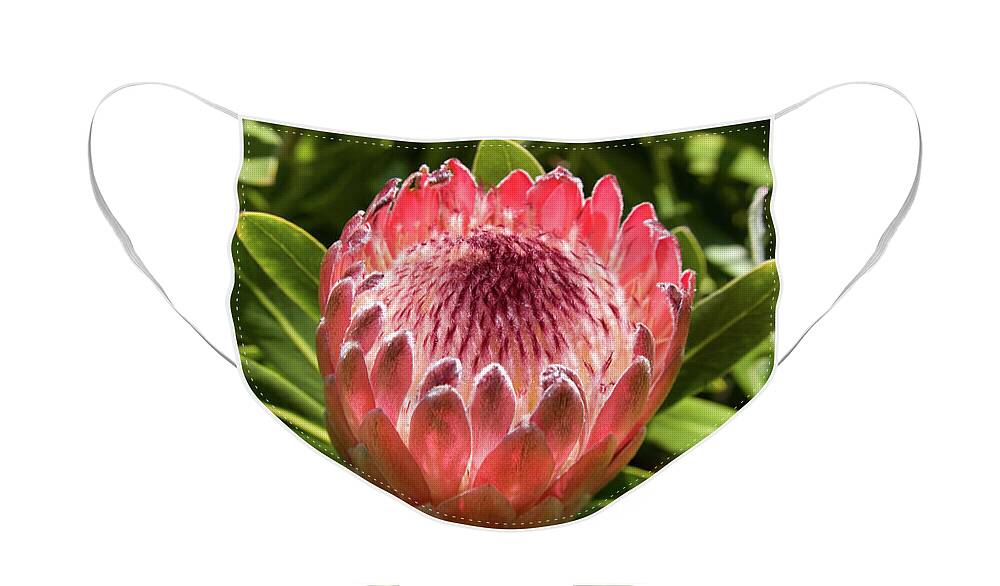 Protea Face Mask featuring the photograph Pink Ice by Diane Macdonald