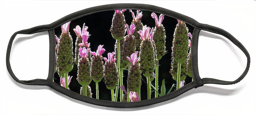 Pink Lavender Flowers Face Mask featuring the photograph Pink lavender by Julia Gavin