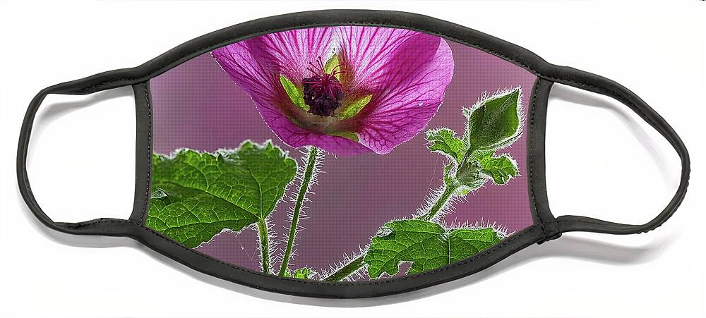 Blossom Face Mask featuring the photograph Pink Mallow Flower by Shirley Mitchell