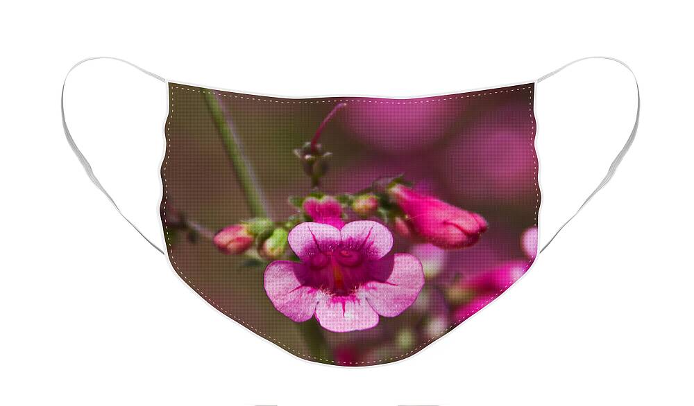 Pink Parry's Penstemon Face Mask featuring the photograph Pink Parry's Penstemon by Kelly Holm